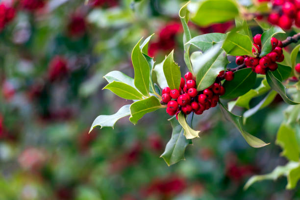 istock Red berries close up with green background and copy space 1180216636