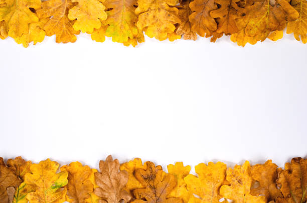 istock Autumn composition    background  .Frame of  rusty dried  oak  leaves   with center     blank  for   for text  . Top view, flat lay , copy space . 1180216917