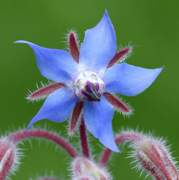 istock Borago, officinalis, Cucumber herb, Medicinal plant 1180217061