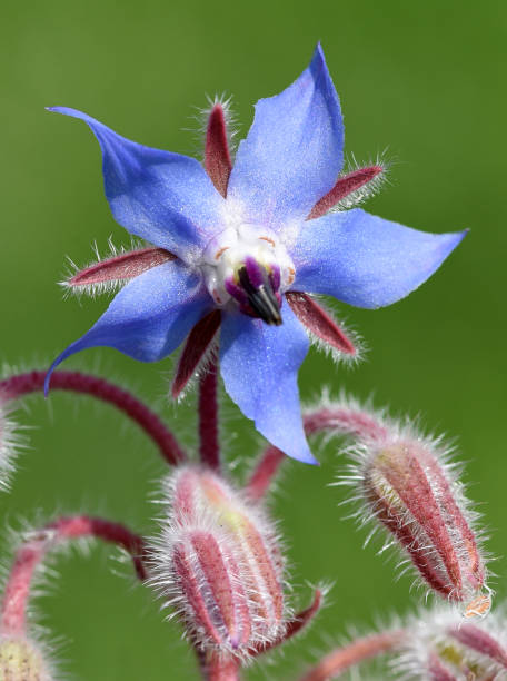 istock Borago, officinalis, Cucumber herb, Medicinal plant 1180217142