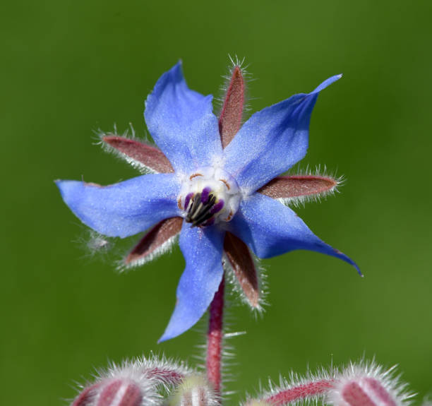 istock Borago, officinalis, Cucumber herb, Medicinal plant 1180217144