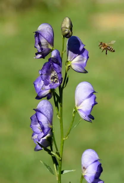 Aconitium Napellus, is an important medicinal plant and poisonous plant with blue flowers. Also it is a beautiful flower but very poisonous.