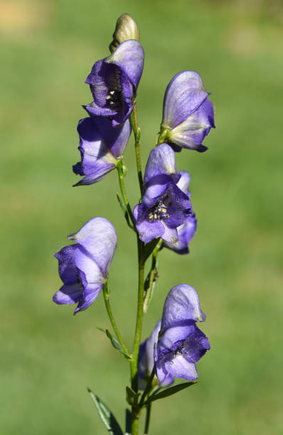 istock Aconitium; napellus; blue; blossom; herb 1180217301