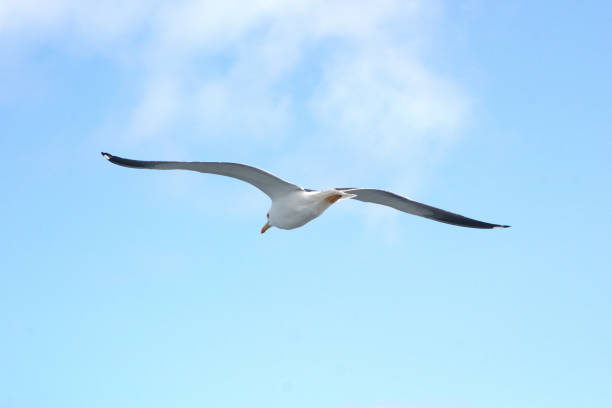 istock Image of a black and white Seagull soaring in the blue sky 1180217495