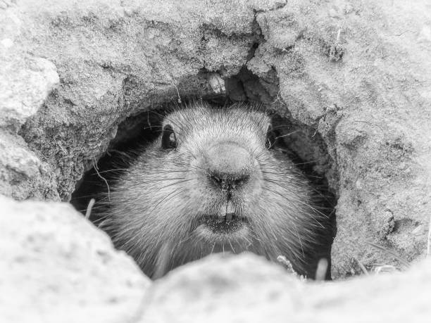 Curious groundhog - spring omen, Baikonur, Kazakhstan Portrait of a cute vigilant groundhog woodchuck photos stock pictures, royalty-free photos & images