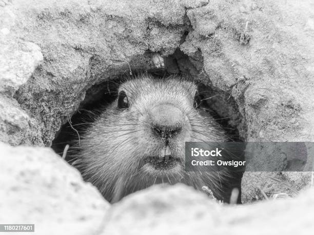 Curious Groundhog Spring Omen Baikonur Kazakhstan Stock Photo - Download Image Now