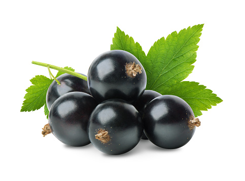 Black currant berries branch with leaves isolated on white background. With clipping path.