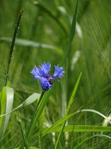 istock Blue Centaurea cyanus blossom spotted in barley field 1180218240