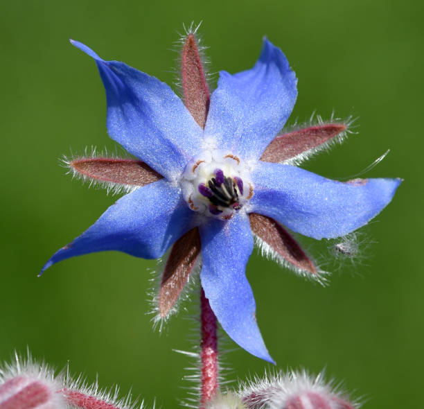 istock Borago, officinalis, Cucumber herb, Medicinal plant 1180218298