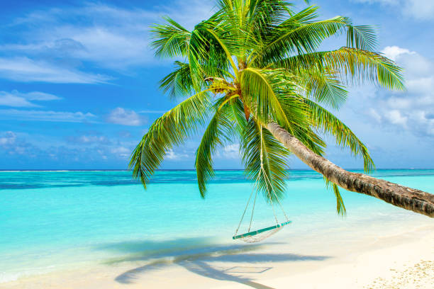 istock Wooden swing on a rope on a palm tree 1180218419