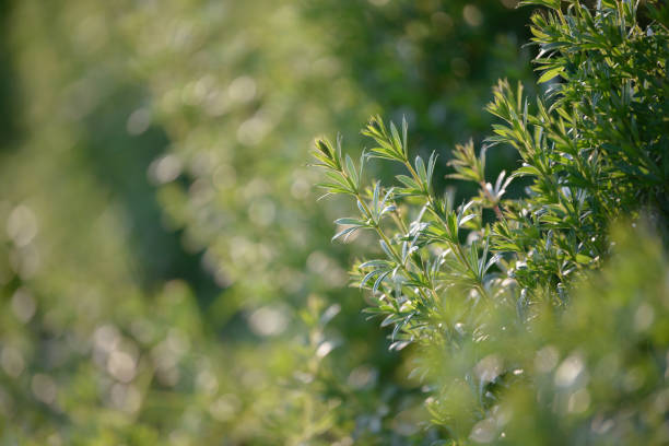 istock Bright fresh spring grass close up in the forest with sunlight bokeh background. Grass field. Colorful herb growing in the meadow. 1180218452