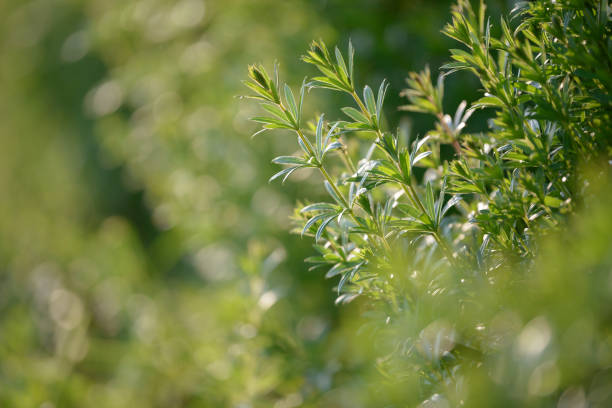 istock Bright fresh spring grass close up in the forest with sunlight bokeh background. Grass field. Colorful herb growing in the meadow. 1180218484