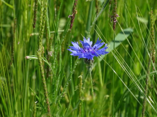 istock Cyanus segetum blossom spotted on wild flower meadow 1180218857