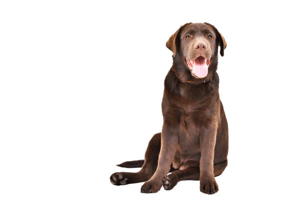 istock Cute Labrador puppy sitting isolated on a white background 1180218870