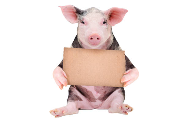 Cute pig with a cardboard sign isolated on white background