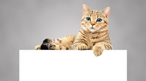 istock Cute cat Scottish Straight, lying on the banner, on a gray background 1180218934