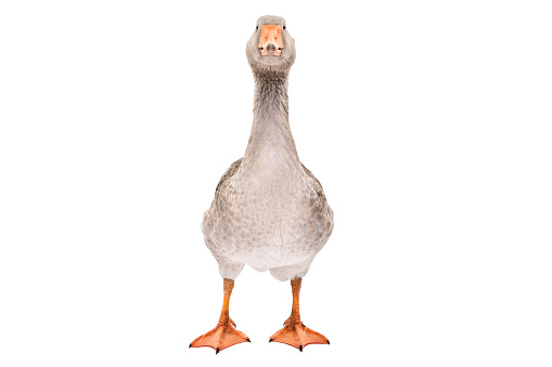 Beautiful goose standing isolated on a white background