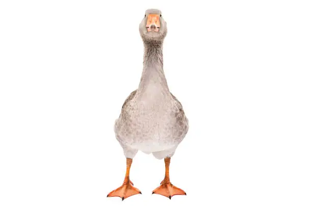 Photo of Beautiful goose standing isolated on a white background