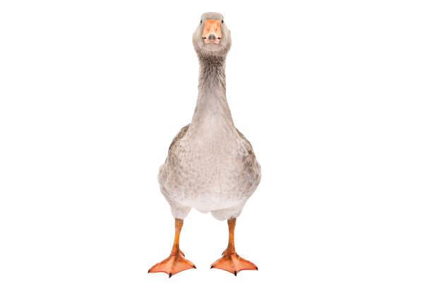 beautiful goose standing isolated on a white background - poultry animal curiosity chicken imagens e fotografias de stock