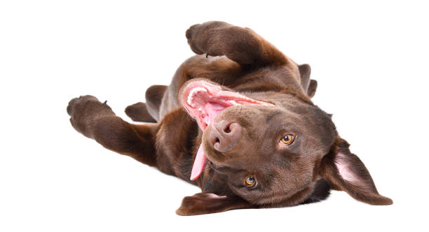 divertente adorabile cucciolo di labrador sdraiato sulla schiena isolato su uno sfondo bianco - lying on back foto e immagini stock