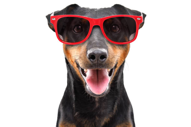 白い背景に隔離された赤いサングラスで面白い犬の品種ジャグディリア - merrily ストックフォトと画像