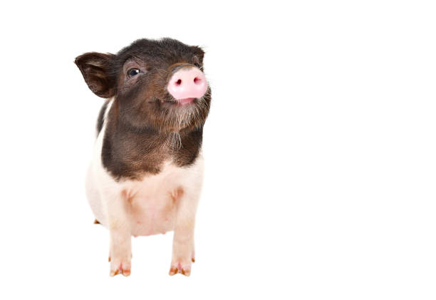 Funny little Vietnamese piggy isolated on white background Funny little Vietnamese piggy isolated on white background grunt fish photos stock pictures, royalty-free photos & images