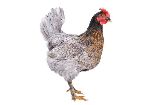 istock Funny gray chicken standing isolated on white background 1180219012