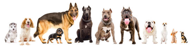Group of cute dogs isolated on white background stock photo