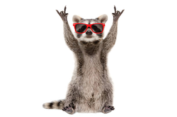 Funny raccoon in red sunglasses showing a rock gesture isolated on white background stock photo