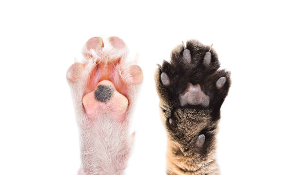 Paws of cat and dog together isolated on white background Paws of cat and dog together isolated on white background dog paw padding close up stock pictures, royalty-free photos & images