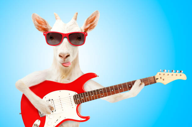 Funny goat in sunglasses with electric guitar on blue background stock photo