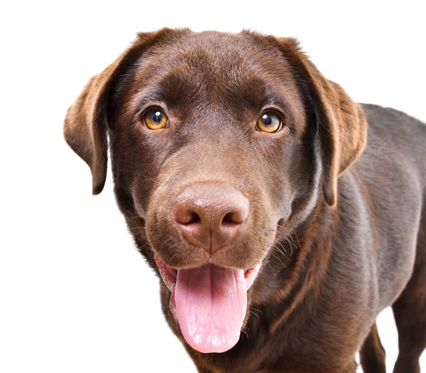 白い背景に隔離された美しい好奇心旺盛なラブラドール子犬の肖像画 - beautiful indoors looking at camera cheerful ストックフォトと画像