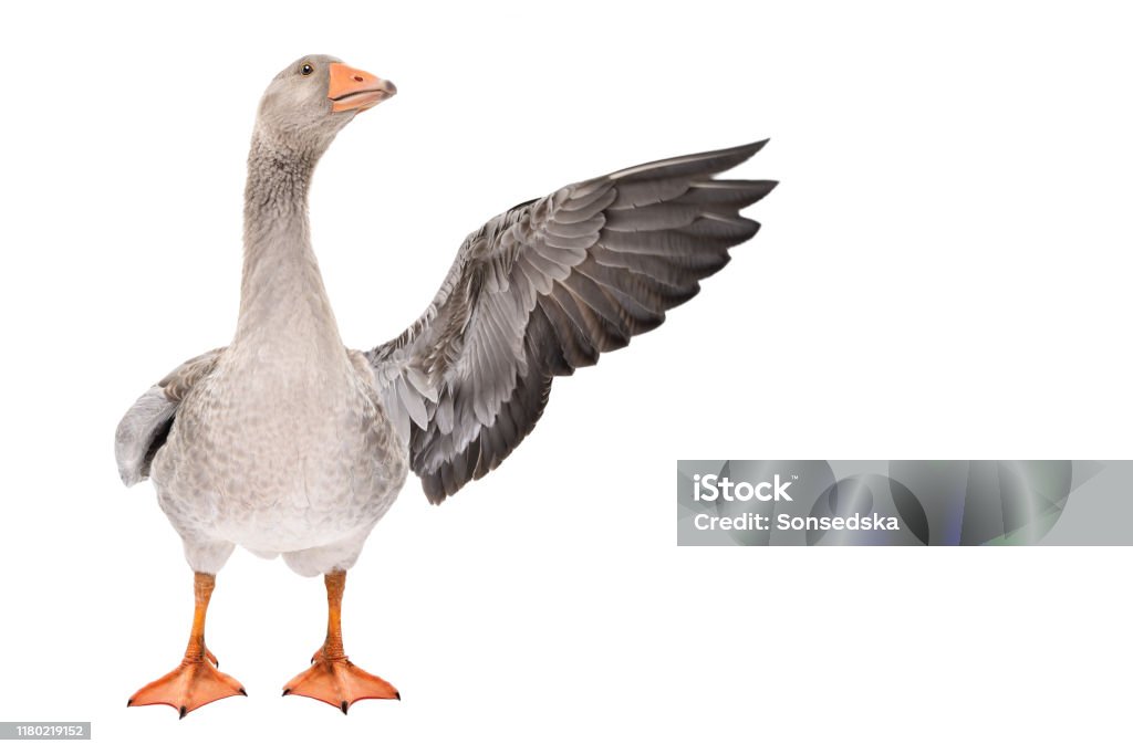 Goose points wing to side standing isolated on white background Goose - Bird Stock Photo