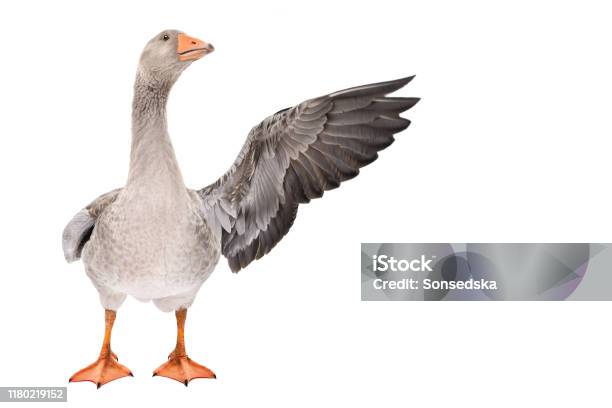Goose Points Wing To Side Standing Isolated On White Background Stock Photo - Download Image Now