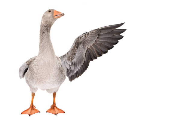 goose points wing to side standing isolated on white background - freedom photography isolated on white full length imagens e fotografias de stock