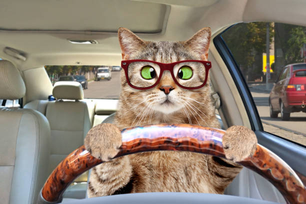 verticale d'un chat aux yeux croisés avec des glaces conduisant une voiture - cross eyed photos photos et images de collection
