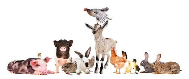 istock Group of cheerful farm animals isolated on white background 1180219164