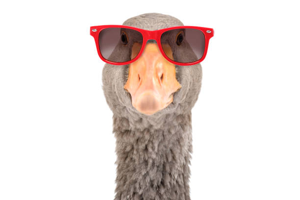 Portrait of a funny goose in sunglasses, isolated on white background stock photo