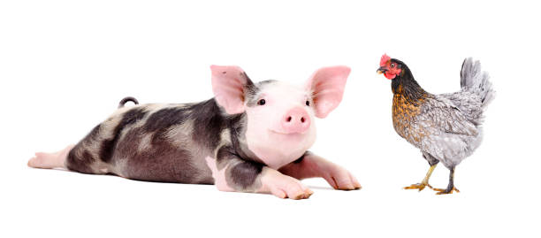 istock Funny little pig and chicken together isolated on white background 1180219225