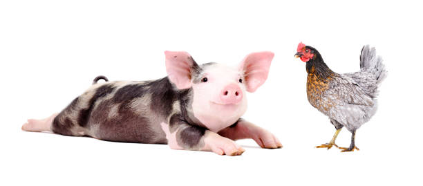 Funny little pig and chicken together isolated on white background stock photo