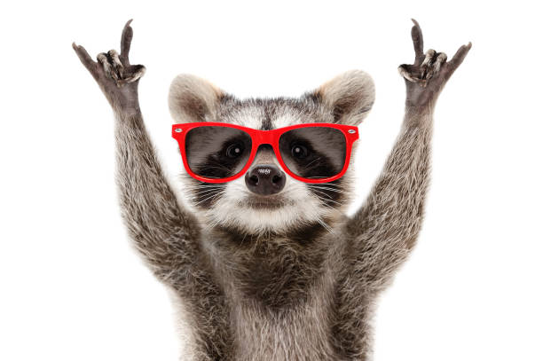 Portrait of a funny raccoon in red sunglasses showing a rock gesture isolated on white background stock photo