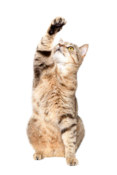 istock Playful cat Scottish Stright sitting with paw raised up isolated on white background 1180219799