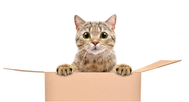 Portrait of a funny cat looking out of the box isolated on white background stock photo