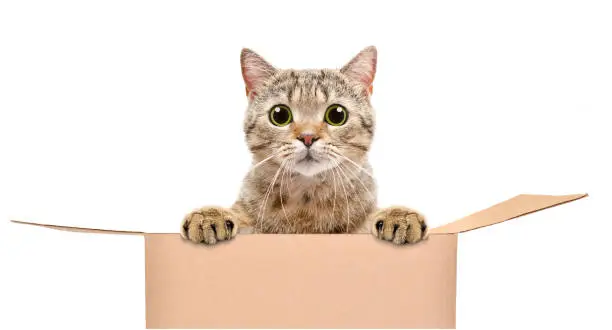 Photo of Portrait of a funny cat looking out of the box isolated on white background