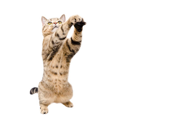 istock Frisky cat Scottish Stright  with paws raised up isolated on white background 1180219820