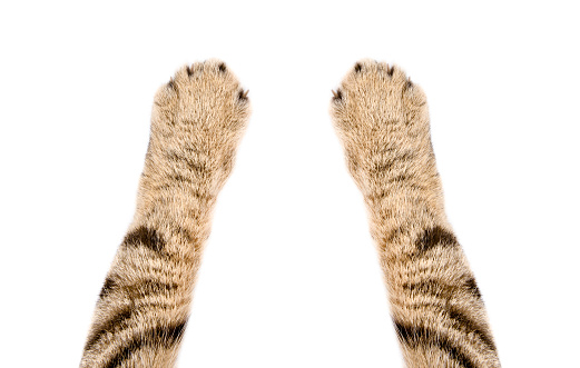 Paws of a cat Scottish Straight, closeup, isolated on white background