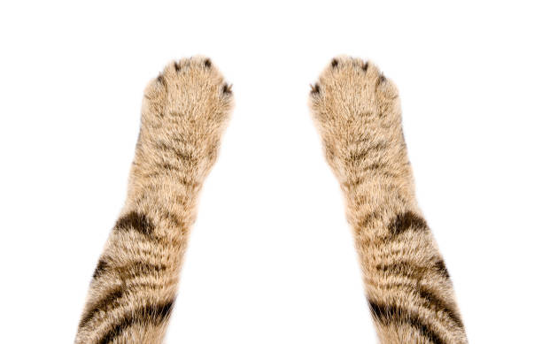 Paws of a cat Scottish Straight, closeup, isolated on white background stock photo