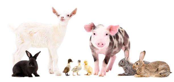 istock Group of cute farm animals  standing isolated on white background 1180219864