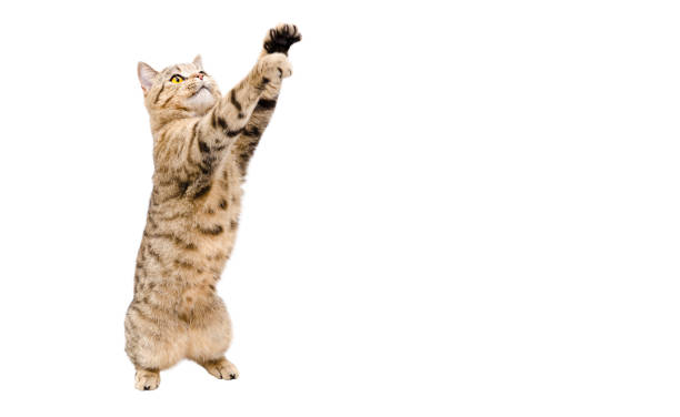 istock Playful cat Scottish Stright  with paws raised up isolated on white background 1180219875