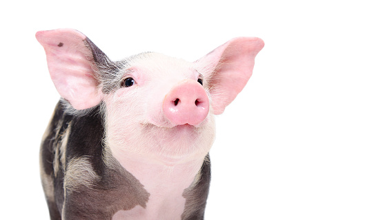 Portrait of a cute cheerful pig isolated on white background